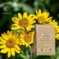 Arnica mexicaine capitule floral poudre (Heteroteca inuloides) - Apophycaire Arnica mexicaine capitule floral poudre (Heteroteca inuloides) - Apophycaire