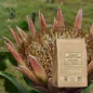 Artischocken-Kardone, geschnittenes Blatt (Cynara cardunculus) - Apophycaire