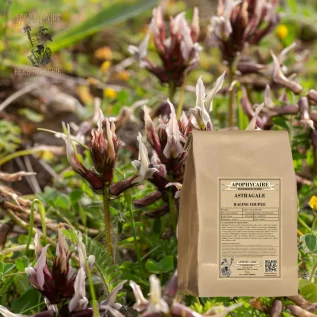 Té de hierbas de raíz de astrágalo cortada