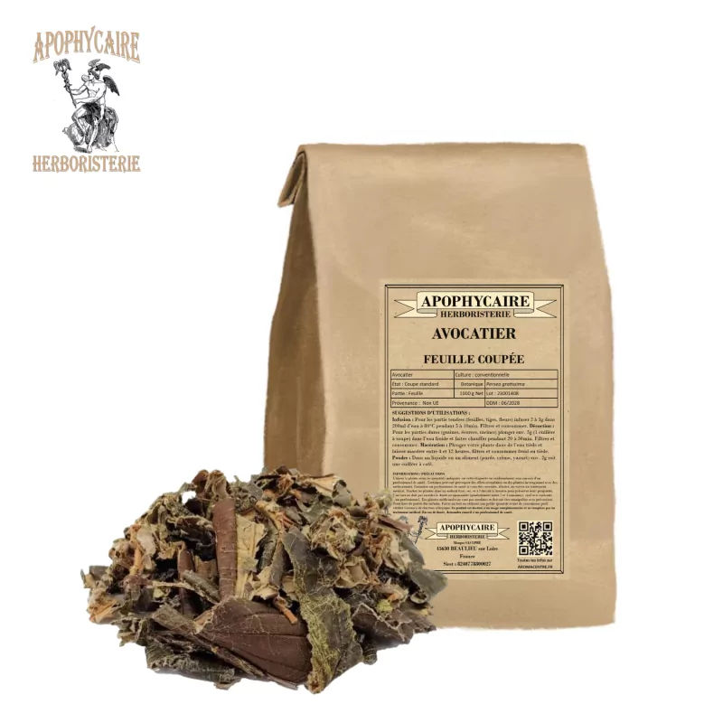 Avocatier feuille coupée (Persea gratissima) - Apophycaire Avocatier feuille coupée (Persea gratissima) - Apophycaire