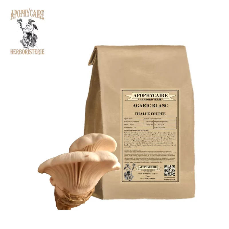 Agaric blanc thalle coupé (Polyporus officinalis) - Apophycaire