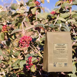 İnfüzyon Ginseng Hindistan