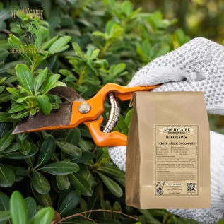 Baccharis Kräutertee, geschnittener oberirdischer Teil - Apophycaire