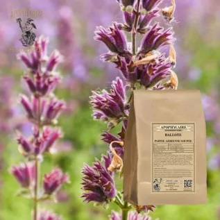 Marrube black herbal tea