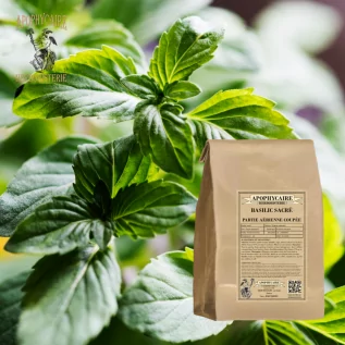 Parte aérea de la infusión de albahaca sagrada