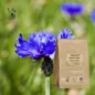 Blue petal cornflower (Centaurea cyanus) - Apophycaire