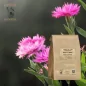 Pink petal cornflower (Centaurea cyanus) - Apophycaire