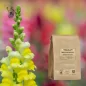 White broth powder tops (Verbascum thapsiforme) - Apophycaire