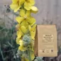 Beyaz et suyu çiçeği (Verbascum thapsiforme) - Apophycaire