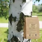Huş ağacı kabuğu (Betula alba) - Apophycaire