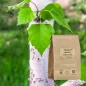 Birch bark powder (Betula alba) - Apophycaire