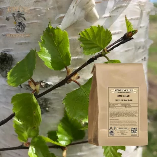 infusion Bouleau feuille