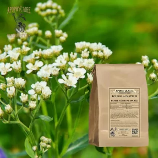 Pasteur's Purse herbal tea