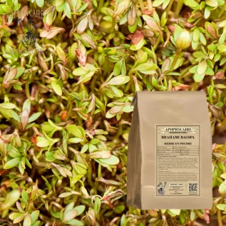 tisane Brahami herbe