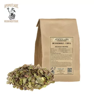 Busserole feuille coupée (Arctostaphylos uva-ursi) - Apophycaire