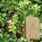 Leaf-cut Busserole (Arctostaphylos uva-ursi) - Apophycaire