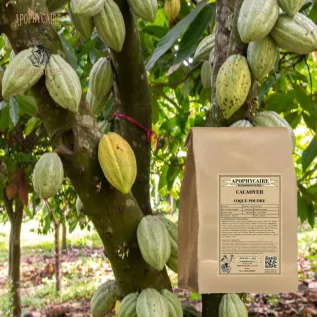 Cocoa “shell” powder – Theobroma cacao | Apophycaire