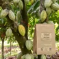 Cacao « coque » poudre (Theobroma cacao) - Apophycaire