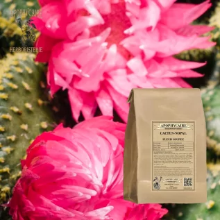 Cactus (Nopal) whole flower – Opuntia cactus | Apothecary