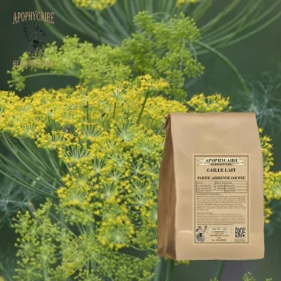 Corte de parte aérea de algodoncillo (Cleavers) – Galium verum | Apophycarius