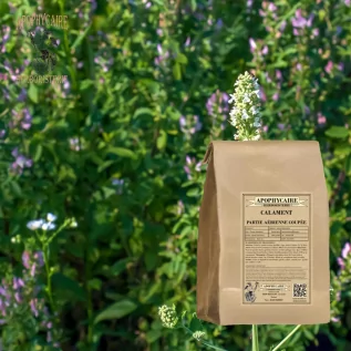 Calamint aerial part cut – Calamintha officinalis | Apophycaire