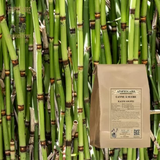 Cut root cane – Arundo donax | Apothecary