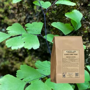 Frondas de corte verde capilar – Adiantum capillus-veneris | Apophycaire