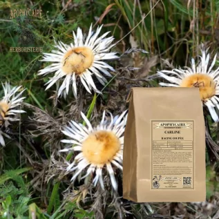 tisane Carline (Carlina acaulis) - Apophycaire