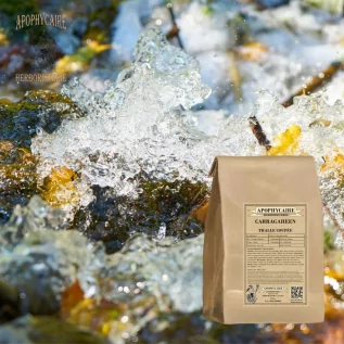 Talo cortado de carraga – Chondrus crispus | Apophycarius