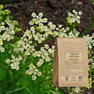 infusion Carvi jaune (Carum carvi) - Apophycaire