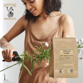 Luftteilschnitt der Katzenminze (Nepeta cataria) – Apophycaire