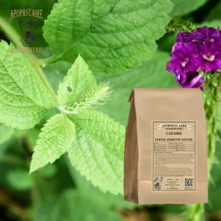 tisane Cataire (Nepeta cataria) - Apophycaire