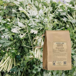 Cut leaf chervil – Anthriscus cerefolium | Apophycaire