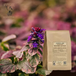 Wild hemp cut plant – Galeopsis ssp | Apophycaire