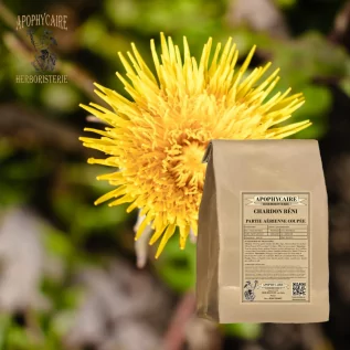 Blessed thistle, cut aerial part – Cnicus benedictus | Apothecary