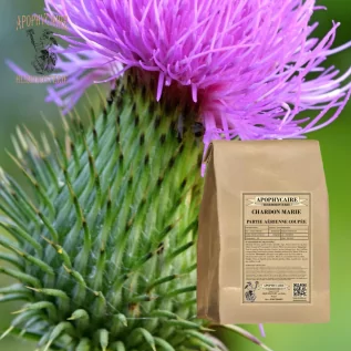 Milk thistle, cut aerial part – Silybum marianum | Apophycaire