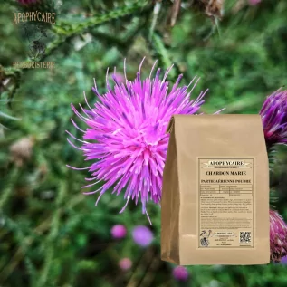 Milk thistle aerial part powder – Silybum marianum | Apophycaire