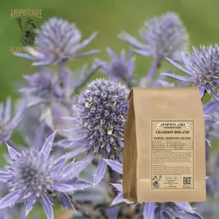 Roland thistle, cut aerial part – Eryngium campestre | Apophycaire