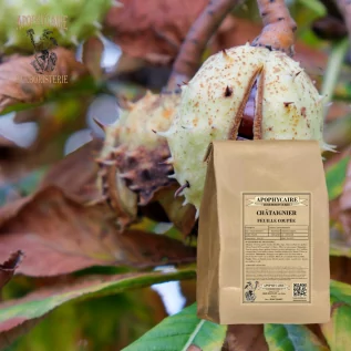 Castaño de hoja cortada – Castanea vulgaris | Apophycarius