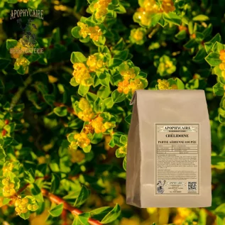 tisane Chélidoine - Apophycaire