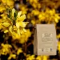 Greater Celandine Powder (Chelidonium majus) - Apophycaire Greater Celandine Powder (Chelidonium majus) - Apophycaire
