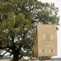 Oak cut bark (Quercus robur) - Apophycaire