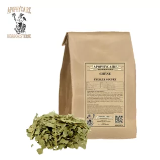 Cut-leaf oak – Quercus robur | Apophycaire