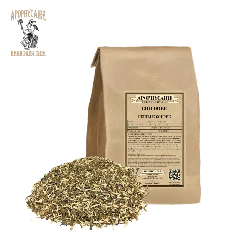 Geschnittener Chicorée (Cichorium intybus) – Apophycaire