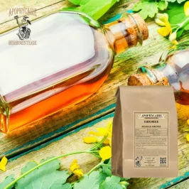 Cut-leaf chicory (Cichorium intybus) - Apophycaire