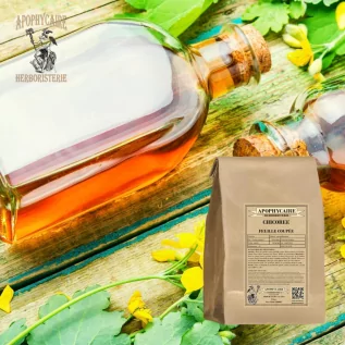 Cut-leaf chicory – Cichorium intybus | Apothecary