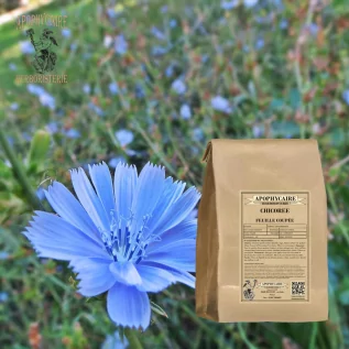 Achicoria de hoja cortada – Cichorium intybus | Apophycarius