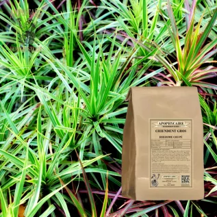 Couch grass large rhizome cut – Cynodon dactylon | Apophycaire