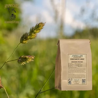 Couch grass rhizome powder – Cynodon dactylon | Apophycaire