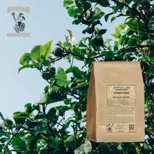 Zitronenbaum mit geschnittenen Blättern – Citrus limonum | Apophycarius